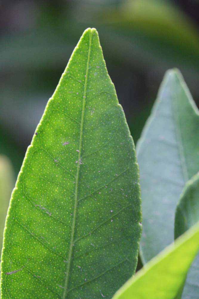              Margin (Kinokuni, Riverside, CA)       